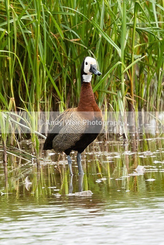 20180731-8E0A9386 - Waterfowl
