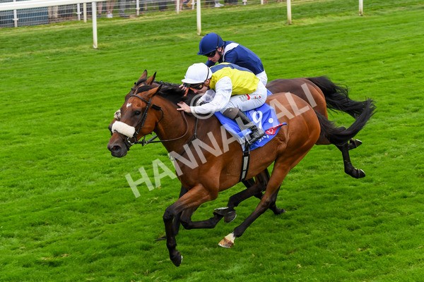 230823-Race 5-Forza Orta-0712 - Race 5 4.10pm Sky Bet Stayers Handicap