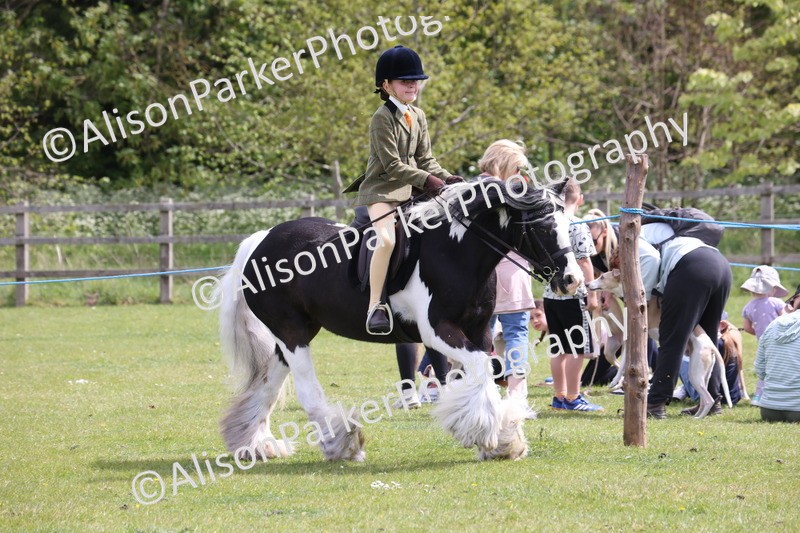 20260426-4045 - Class 33 - Best Pony 14.2hh and Under