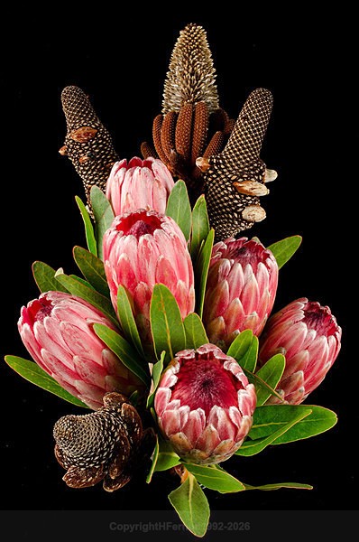  - STILL LIFE ORIGINS - 2011