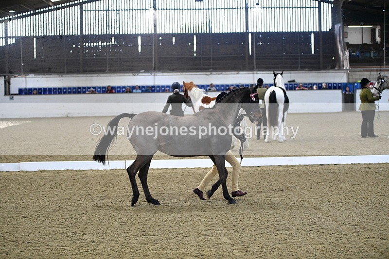 WJ5_3598 - Class 5 In Hand Veterans