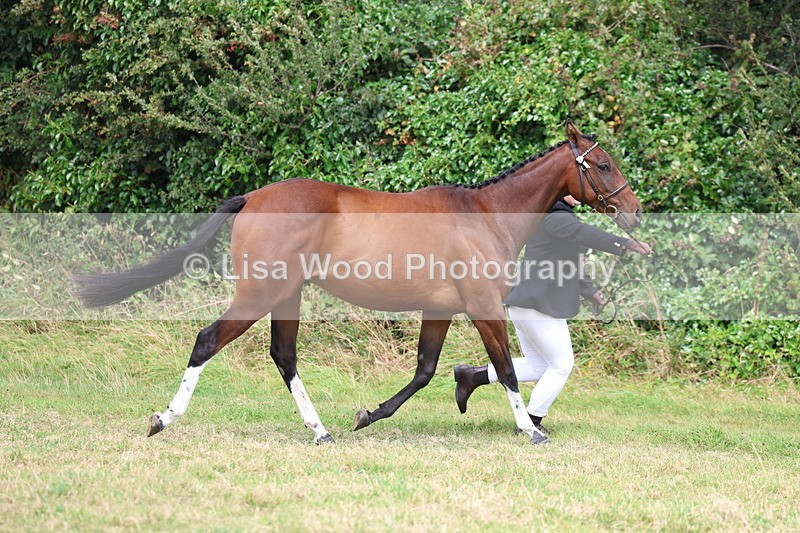 3E7A5516 - Class 20: Sports Horse In Hand