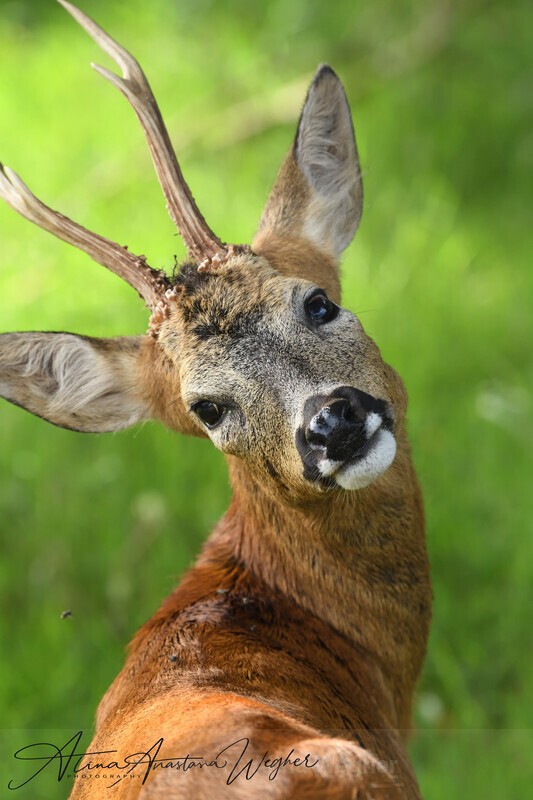  - Wildlife