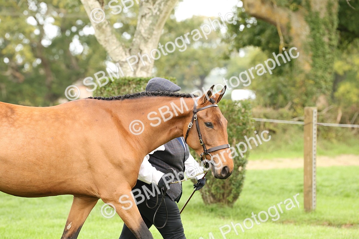 SBM_56243 - S55 - Other Coloured Horse In Hand
