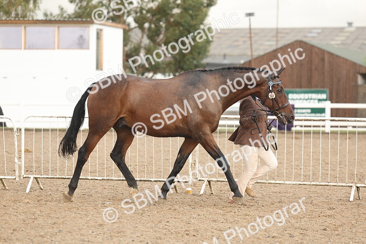 SBM_07754 - Class 27 - IH Competition Horse/Pony