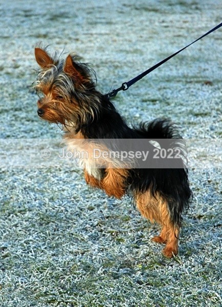 Rosie 1 - Walking the Dog