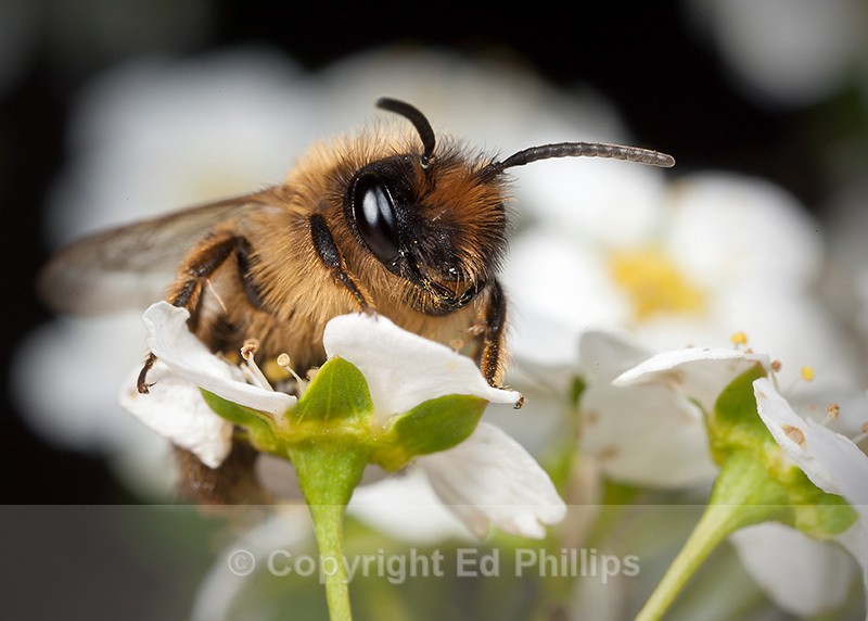 Andrena flavipes (f) - Andrena flavipes