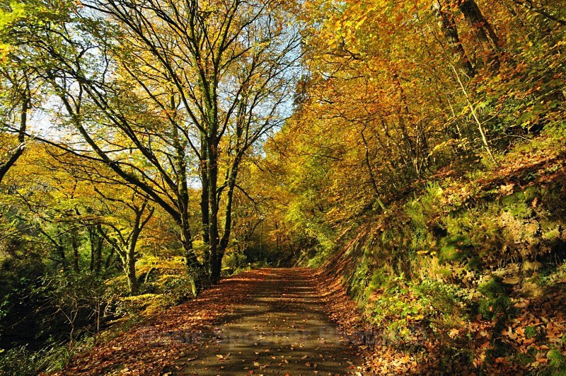 LO16  utumn Colours Kilminorth Woods Looe - Greeting Cards - Looe