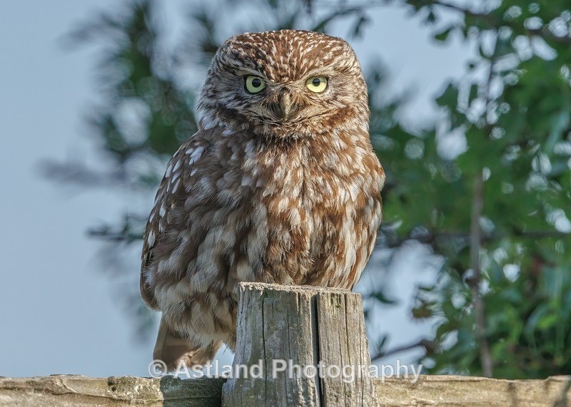 Little Owl - Latest Images