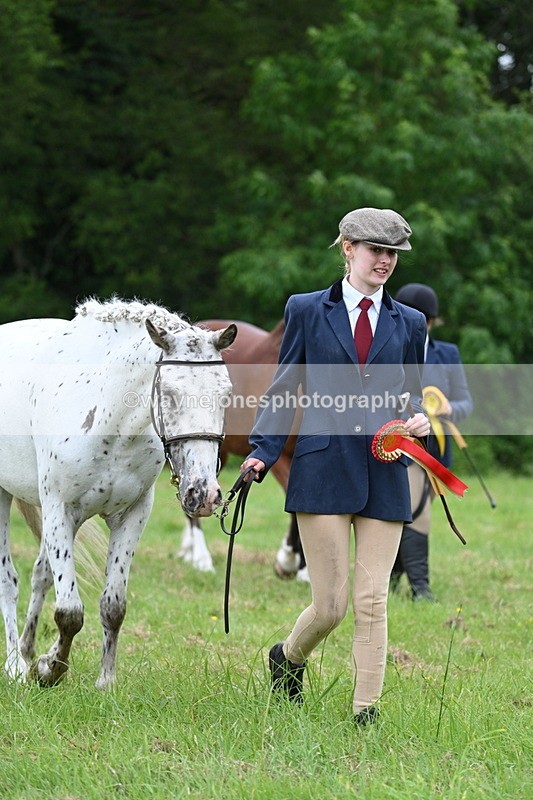 WJ7_4585 - Class 14B Prettiest Mare