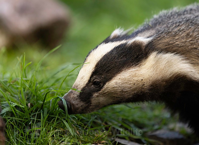 BADGER 9 - BADGERS