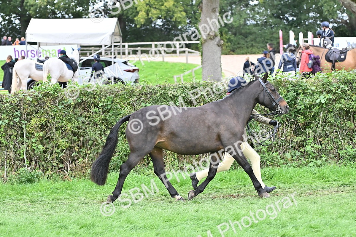 SBM_64933 - S50 - Show Pony & Show Hunter Pony In Hand