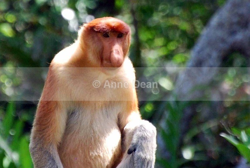 Waiting it out... - Wildlife from Borneo