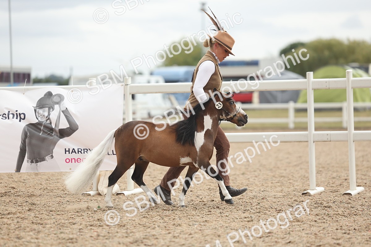 SBM_19235 - Class 317 - IH Pure Bred Horse-Pony