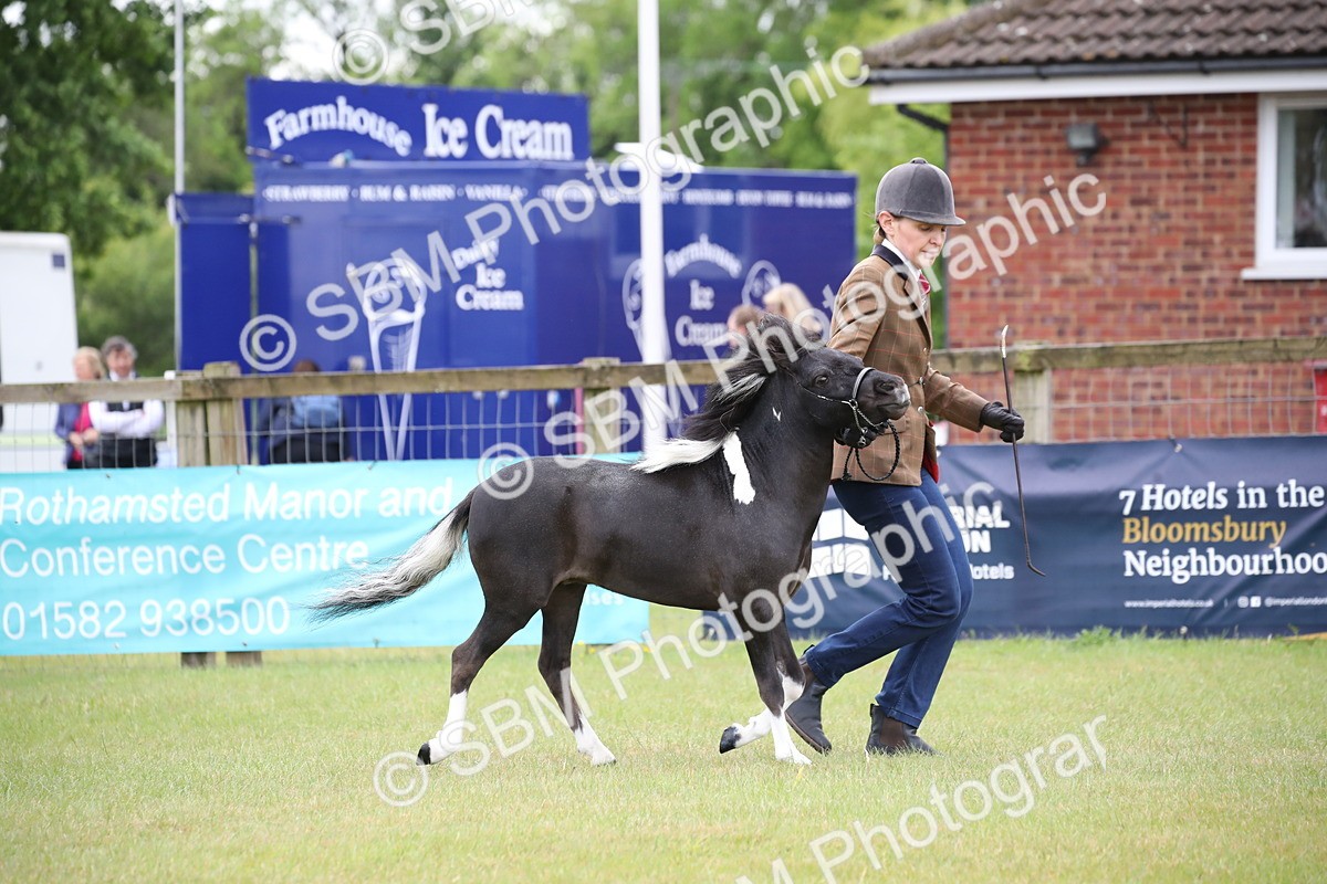 SBM_03703 - Class 23-25 - British Miniature Horse of the Year