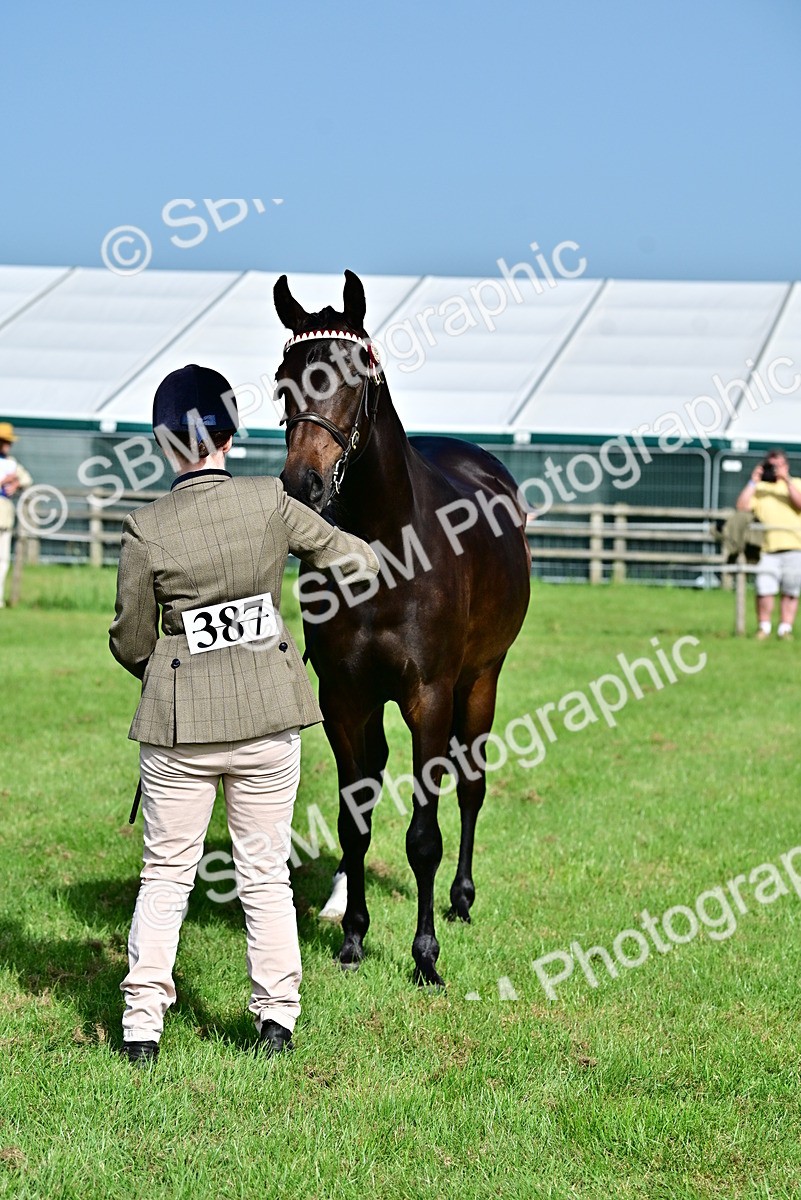 SBM_01091 - Class 46-49 - Arab and Part Bed-Anglo Arab In Hand