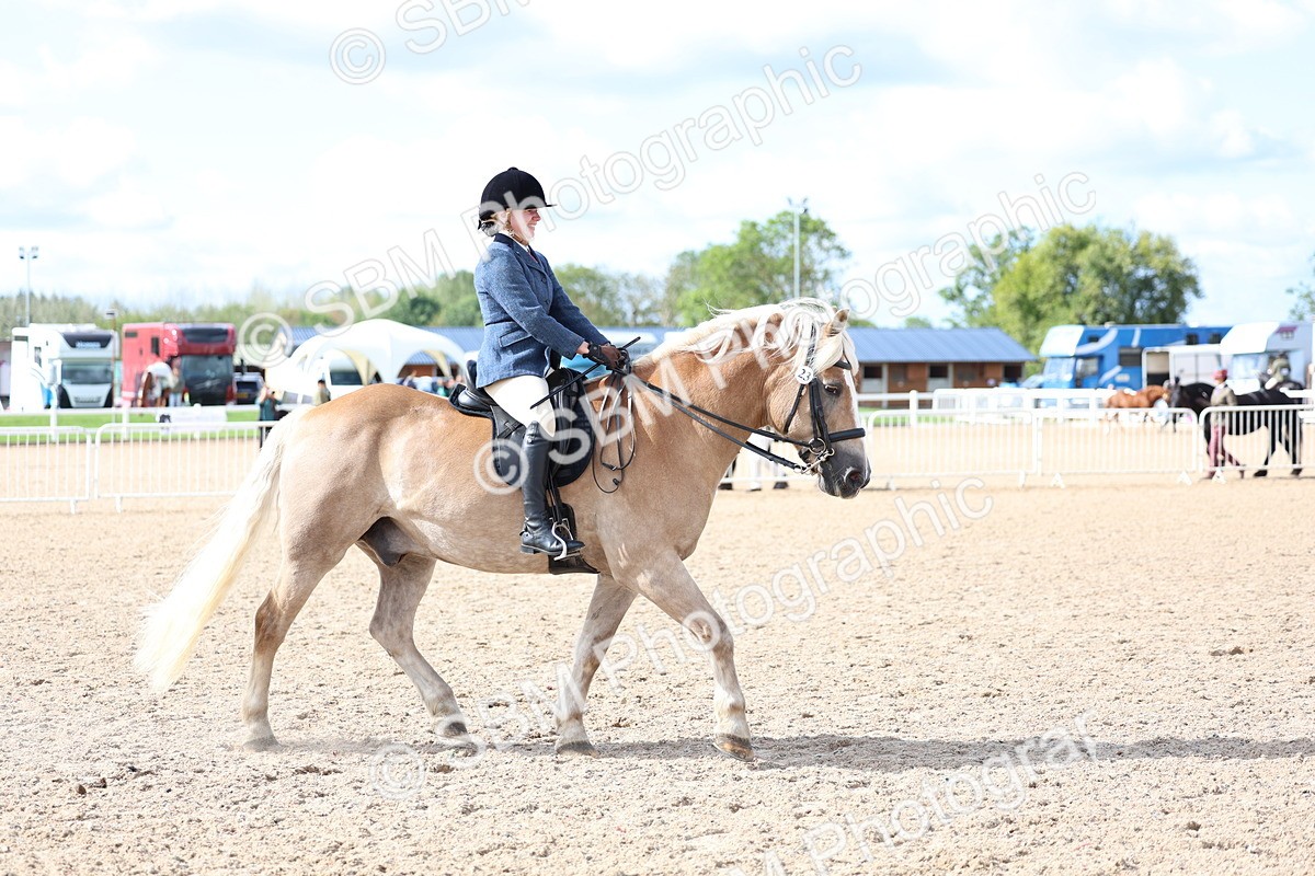 SBM_10783 - Class 305 - Ridden Foreign Breeds - Pure Bred