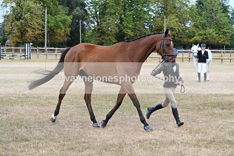 WJ7_9997 - Class 5a Most Handsome Gelding (above 14.2hh)