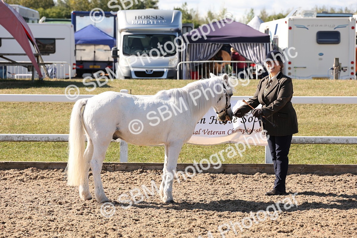 SBM_12897 - Class 206 - IH Non Show Type Pony