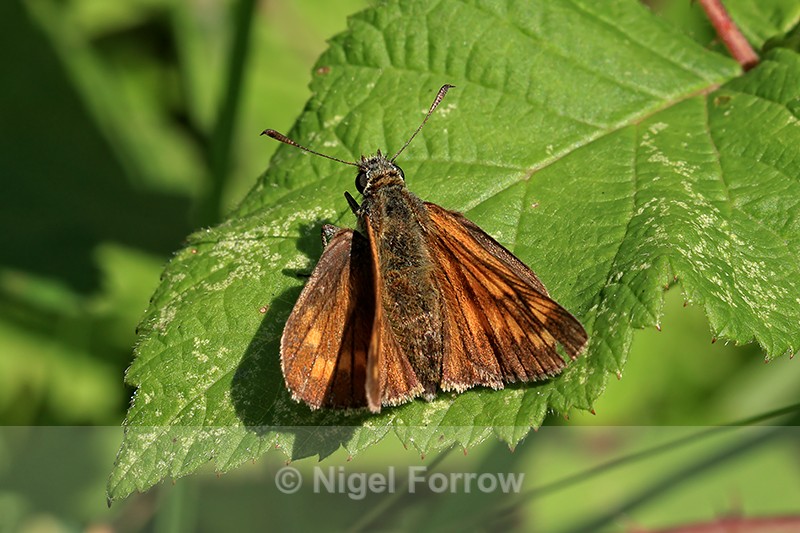 Large Skipper, Ardley Wood Quarry, Oxfordshire - INSECTS
