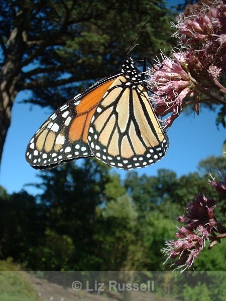 Monarch butterfly, Golden Gate Park, San Francisco - Wildlife