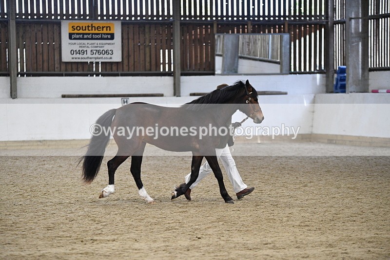 WJ5_5723 - Morning in hand Championship