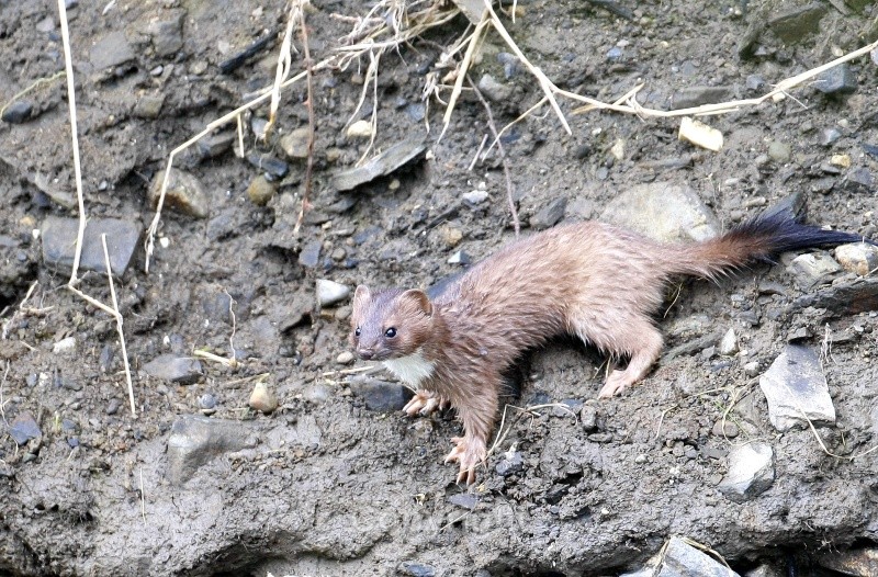 Stoat, Swords - Various Mammals