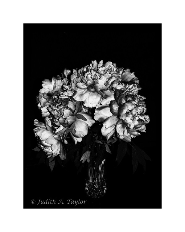 peonies