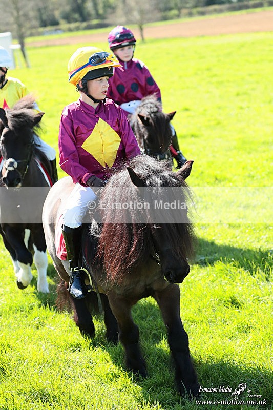 Shet 060426 235 - Shetland Pony Racing Paxford Races Easter Mon 06/04/26