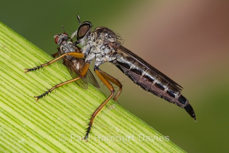 Robber fly (Engelepogon brunnipes) with prey - Insects, Spiders and other Animals