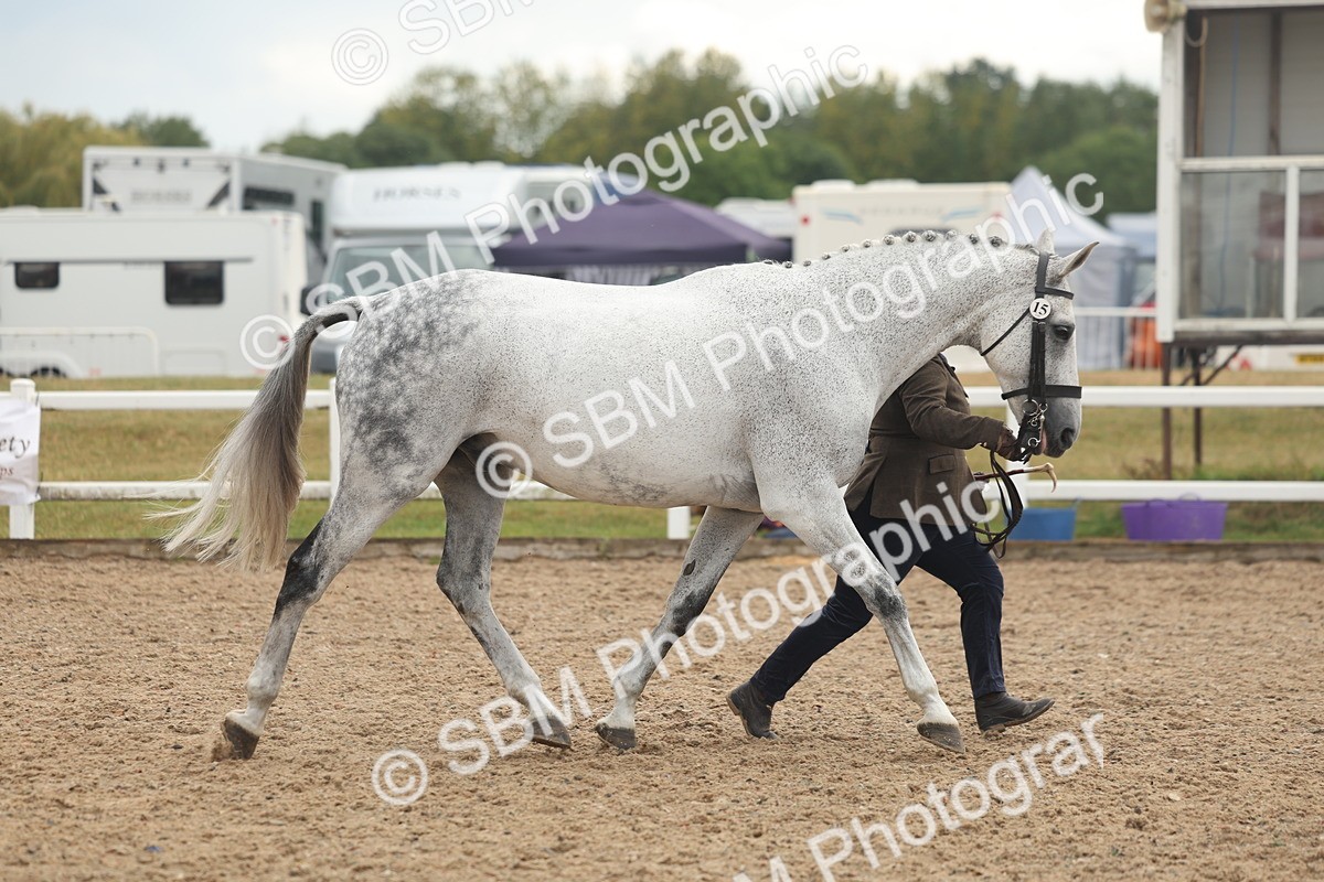 SBM_07934 - Class 28 - IH Veteran Horse