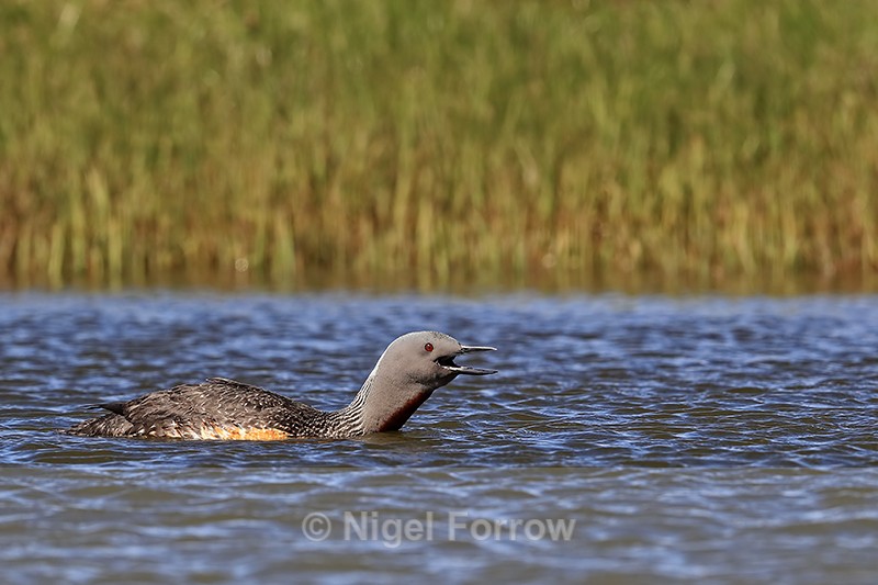 Red-throated Diver calling, Iceland - Red-throated Diver