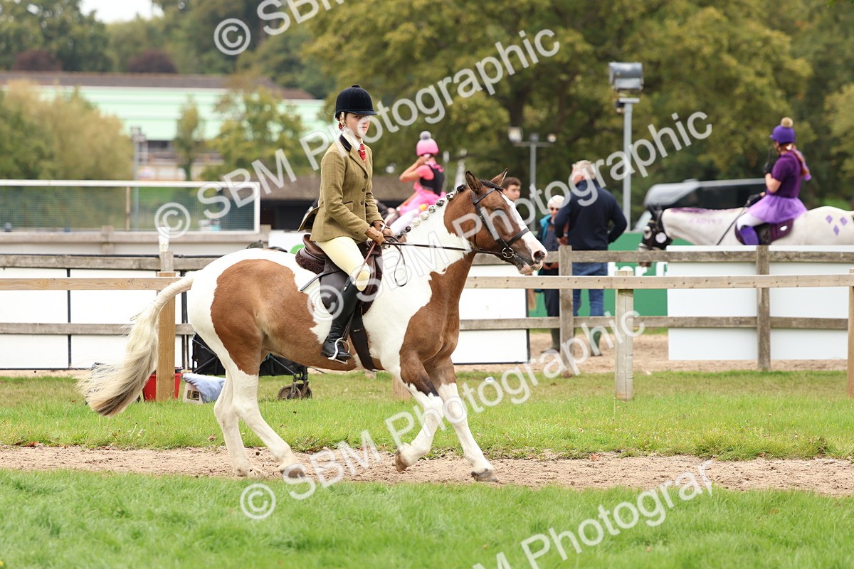 SBM_65206 - S59 - Part Bred Arab & Native Pony Ridden