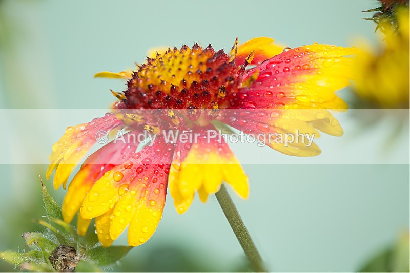 20130922-3K8A6256-2438 - Plants & Flowers