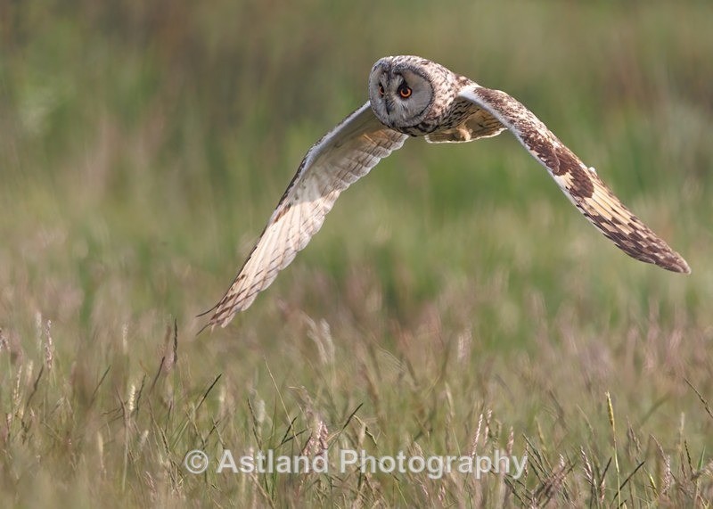 Astland Photography, Bird and Wildlife Images, Susan and Peter Wilson, U.K.
