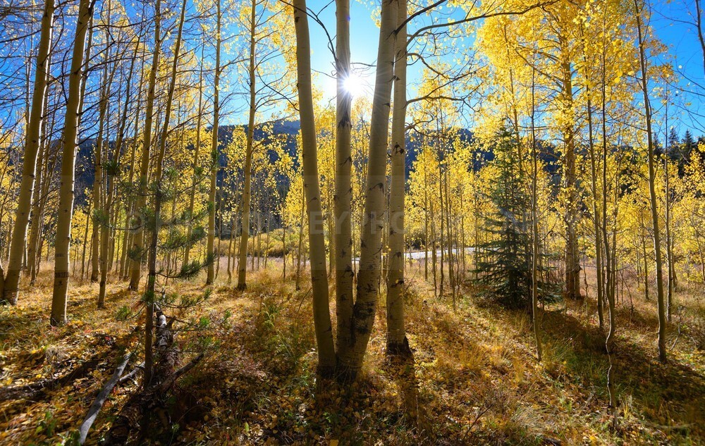 DSC_2688 - Trees