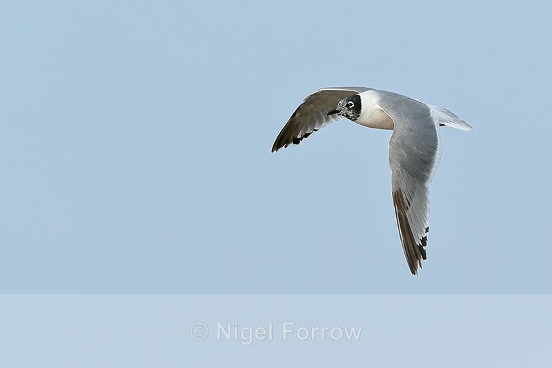 Franklin's Gull flying, wings down, Minnesota - Franklin's Gull