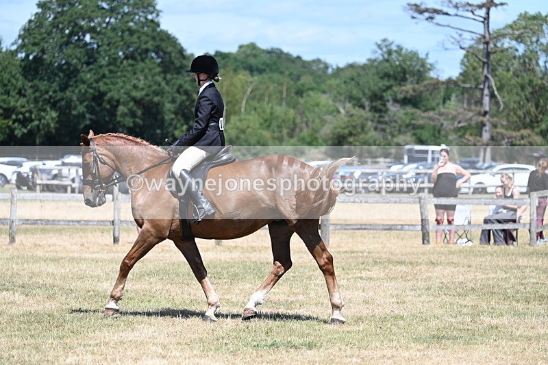 WJ7_3005 - Class 7 Riding Club Show Horse