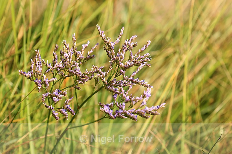 Common Sea-lavender, Arne, Dorset - PLANTS