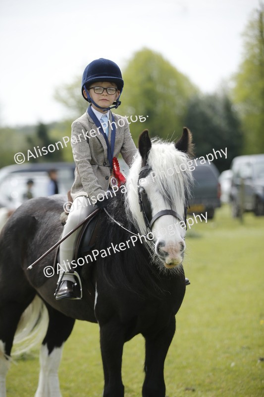 20260426-2152 - Class 9 - Handsomest Gelding