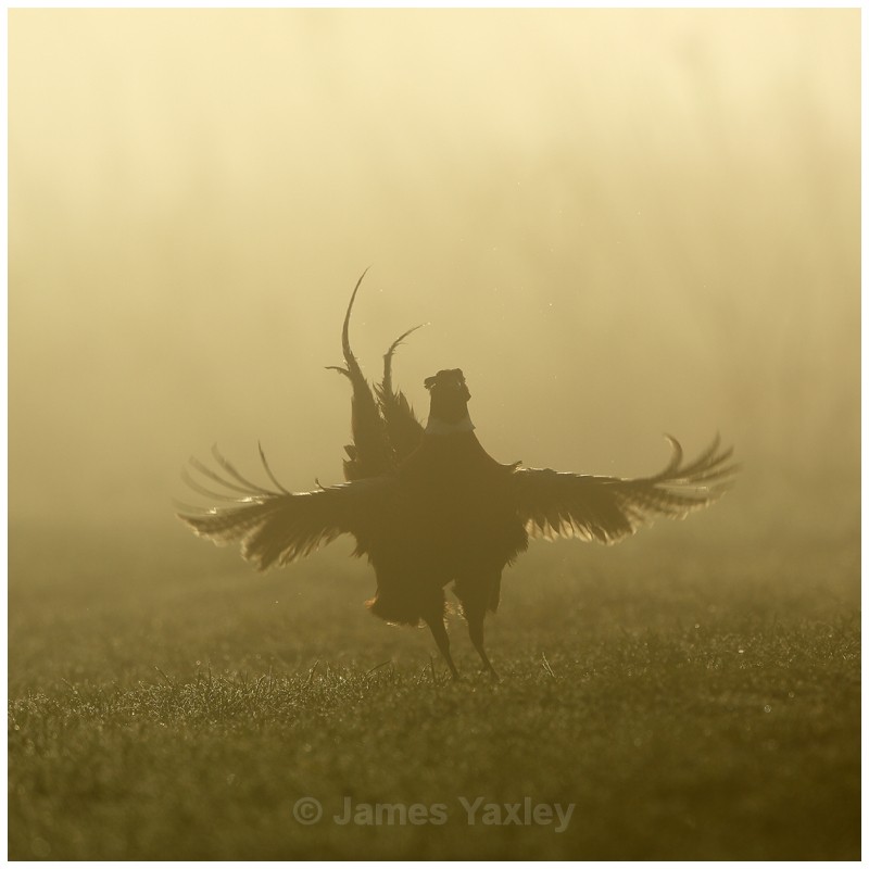 Pheasant in the Fog - Latest Work