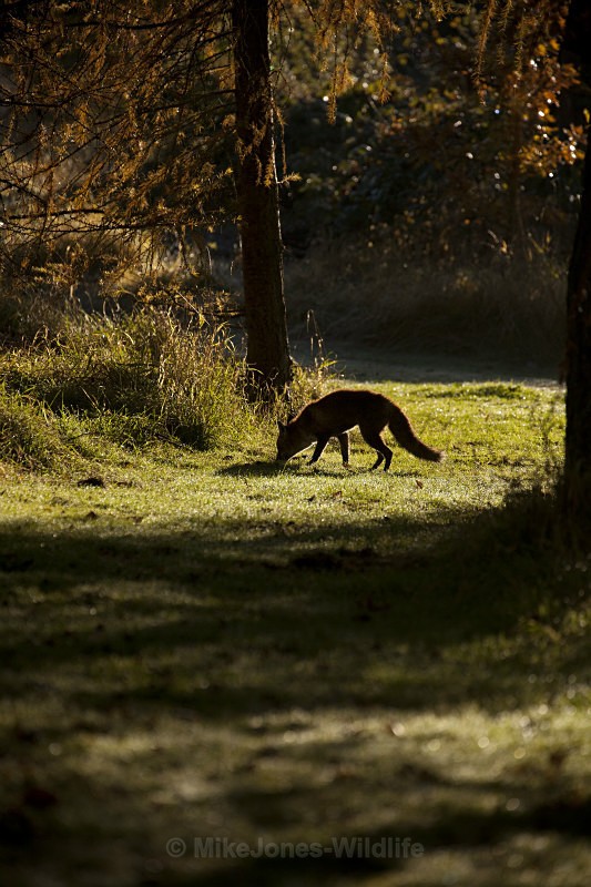 RED FOX 18 - THE RED FOX PORTFOLIO No 1