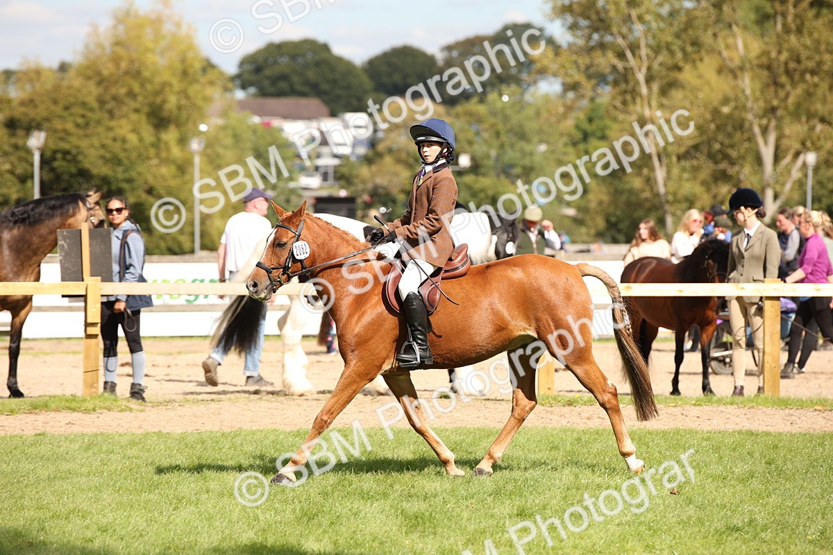 SBM_42274 - S13 - Pony Club Pony