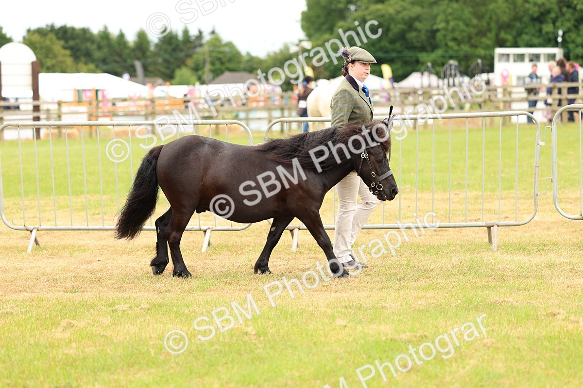 SBM_04322 - Class 64-67 - Shetland Pony In Hand