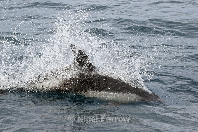 Peale's Dolphin skimming sea surface, Falklands - Dolphin