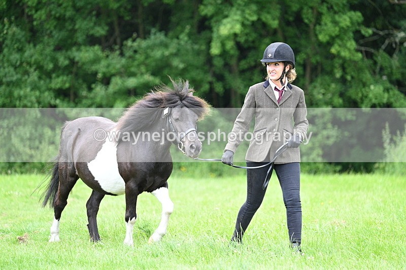 WJ7_4276 - Class 14A Handsome Gelding