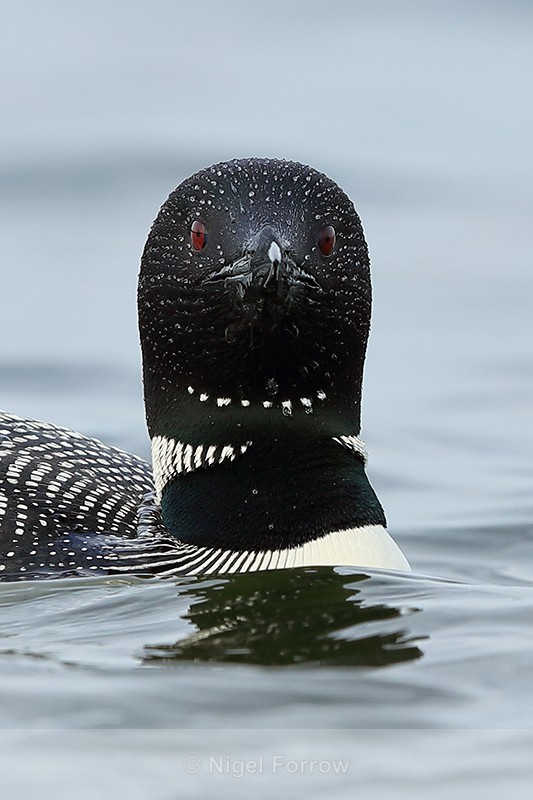 Common Loon, head-on portrait, Minnesota - Great Northern Diver