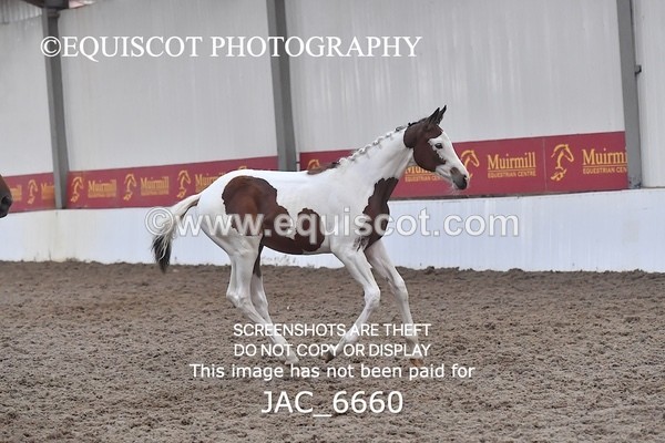 JAC_6660 - 15 Ziggy of Westoak