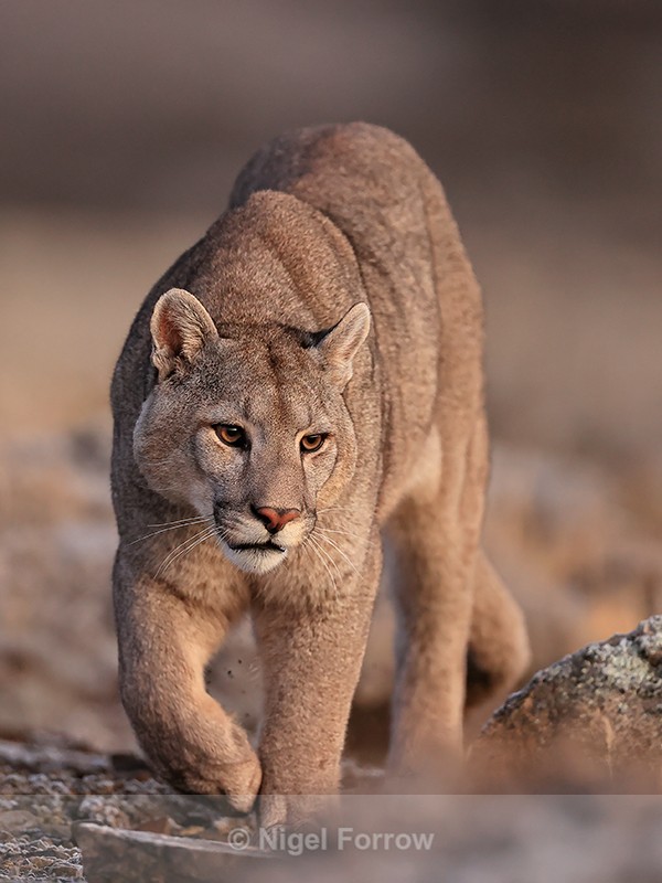 Puma Brissa on the move, Torres del Paine, Chile - Puma