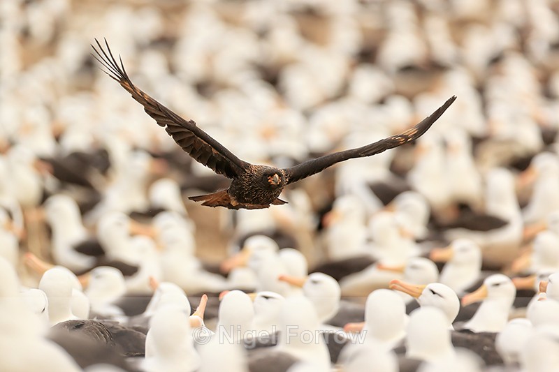 Striated Caracara flies low over Black-browed Albatross colony - Striated Caracara